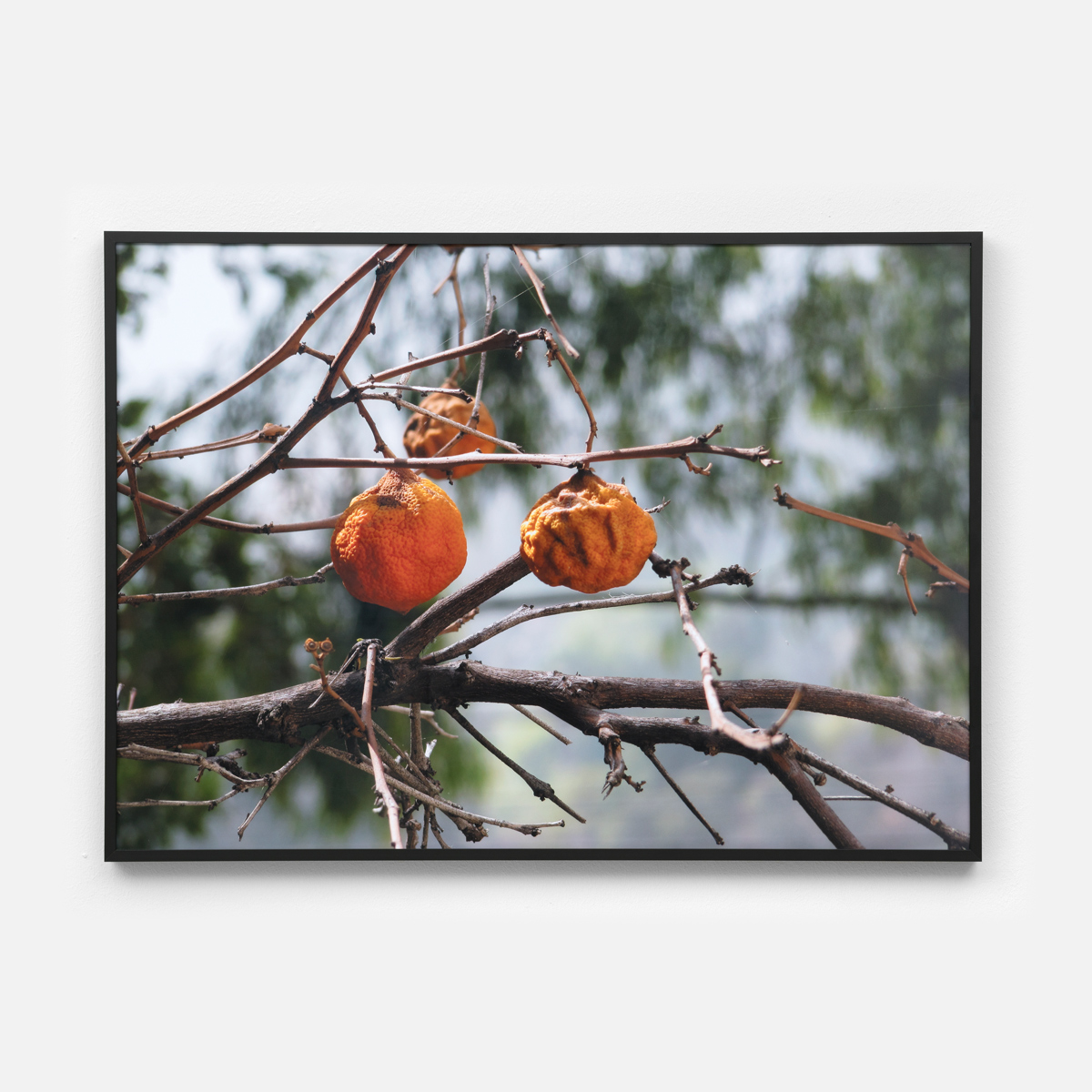 Untitled (Oranges) III