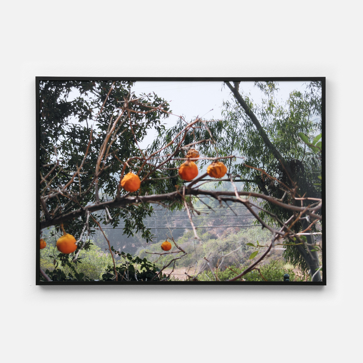 Untitled (Oranges) I