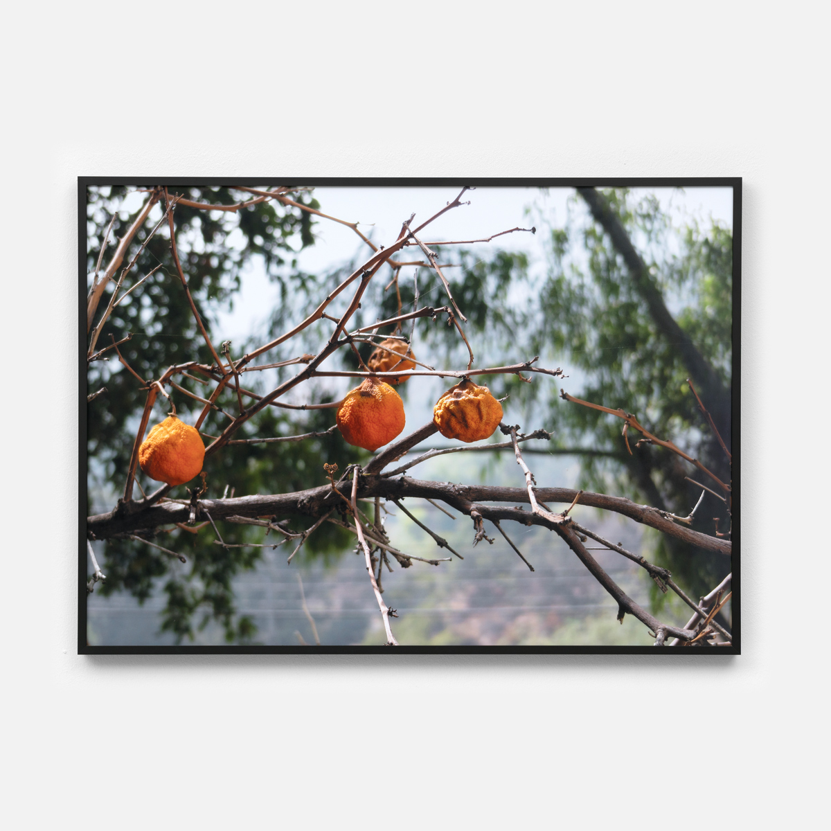 Untitled (Oranges) II